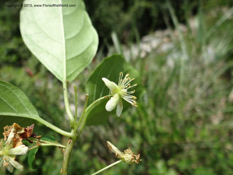 Actinidia callosa var. discolor, Li Pan 1205270--China. Zhejiang Prov. Shunxi Village. 28 May 2012. DSC00347 (100).JPG