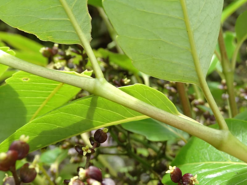 Polyscias joskei, Plunkett, C 3177--Fiji. Delaikoro Mtn. 3 Nov 2015. DSC08393 (65).JPG