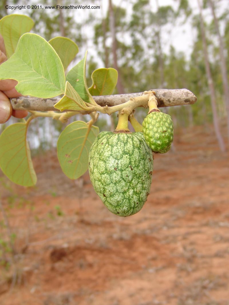 Annona, ROR1522--Madag. Prov. Antsir. Sahafary, Andranomadiro. 7 Nov 06. 552.jpg