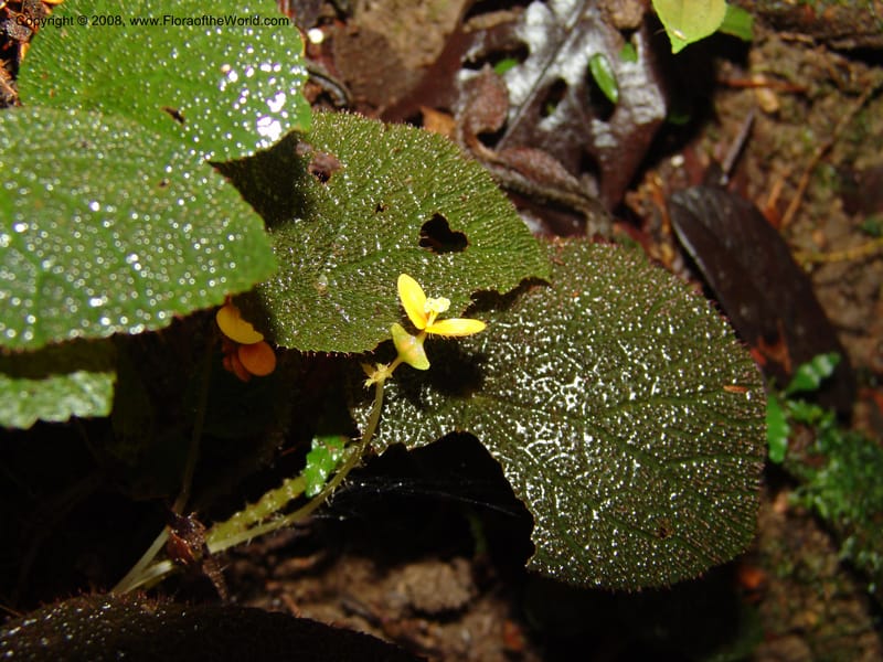 Begonia, MLeal1069--Gabon. Prov. Estuaire. Monts de Cristal. 13 Apr 06. 087.jpg