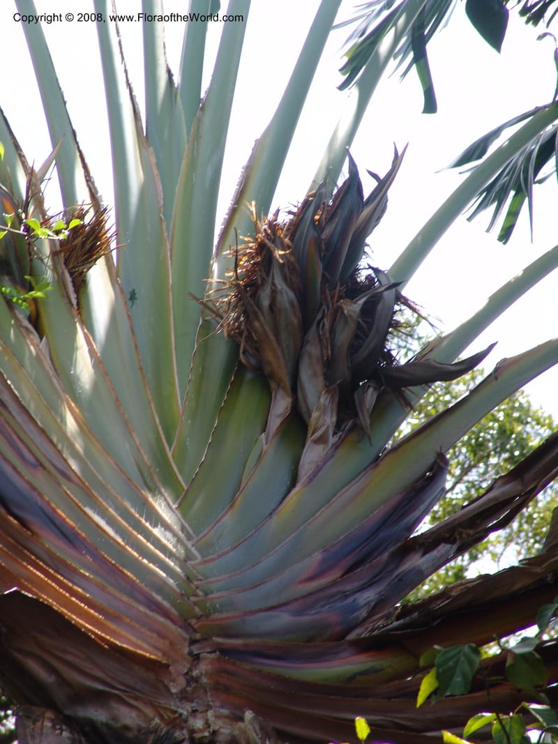 Ravenala madagascariensis, not coll.--Madag. Antsir. Nosy Be. Lokobe Forest. 14 Nov 06. 224.jpg