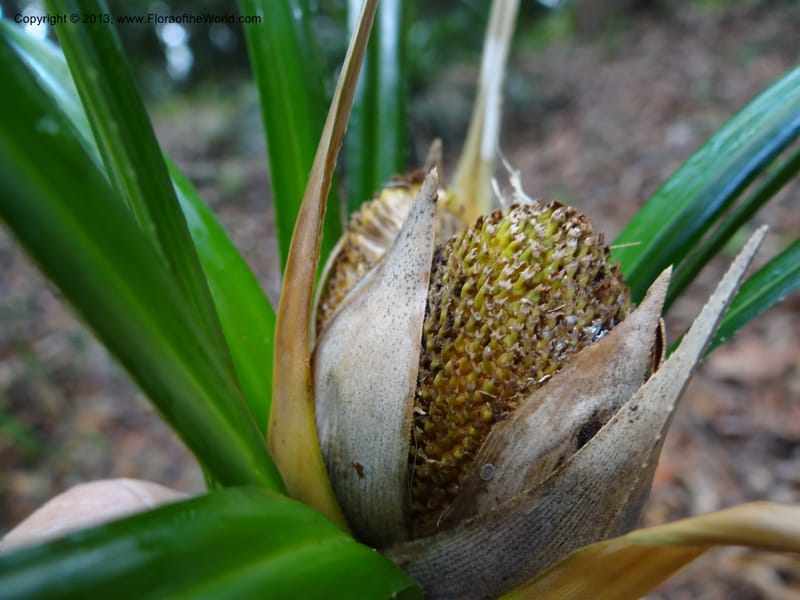 Pandanus dorystigma, Callmander 1000--Sarawak.. Bot. Res. Center, Semengoh. 26 Mar 2012. DSC05403 (22).JPG