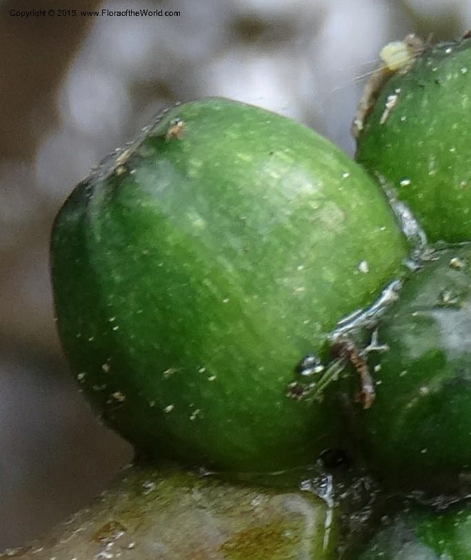Orontium aquaticum, Davidson, C 13063--South Carolina. Lexington Co. Shellys Pond. 20 May 2015. DSC06625 (100).JPG