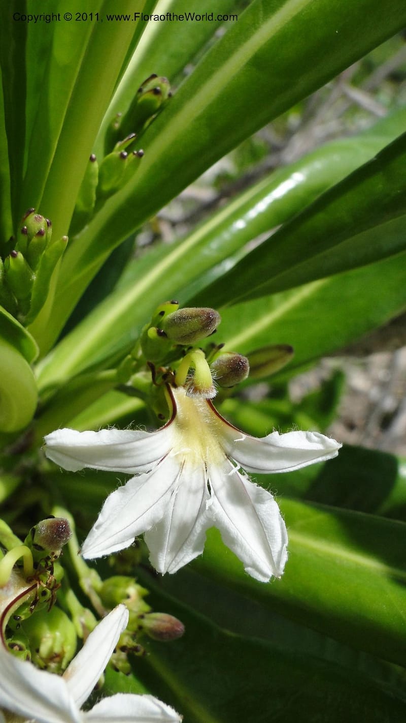 Scaevola taccada, R. Gereau 7169--Tanzania. Beach near Bagamoyo Country Club. 8 May 2010. 209 (33).jpg