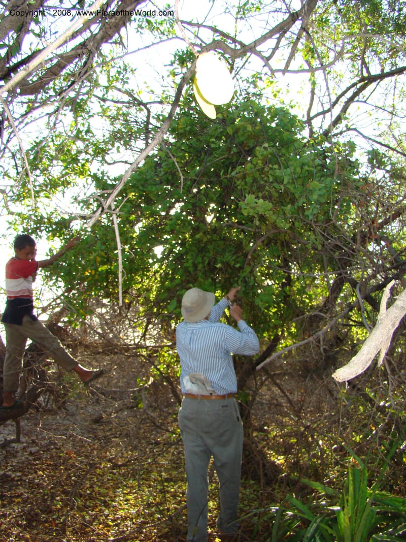 Stegnosperma cubense, WDStevens27201--Nicaragua. Leon. Isla Juan Venado, S of Penitas. 11 Jun 08. 032.jpg