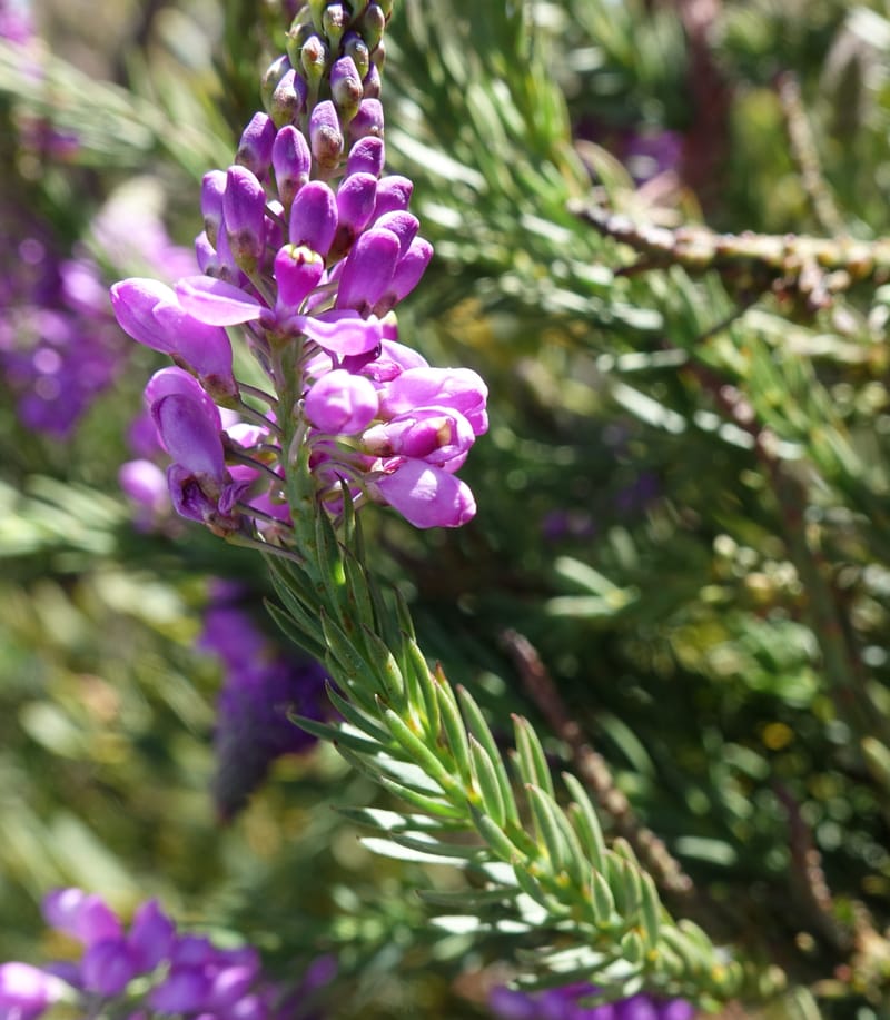 Comesperma, Davidson, C 13424--Australia. W.A. Green Head-Coorow Rd. Stop 2. 24 Oct 2016. DSC04873 (3).JPG