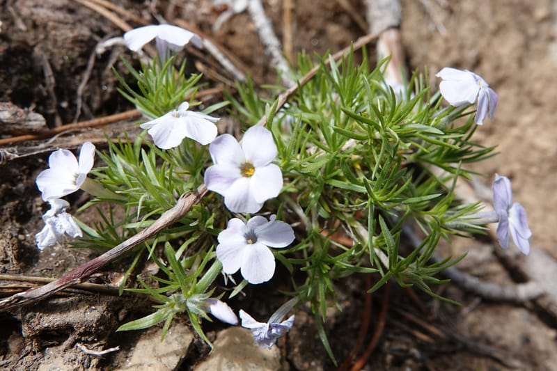 Phlox caespitosa, C. Davidson 13842--ID. Shoshone Co. Freezeout Rd. FR 301. 10 Jul 2018. DSC06582 (245).JPG