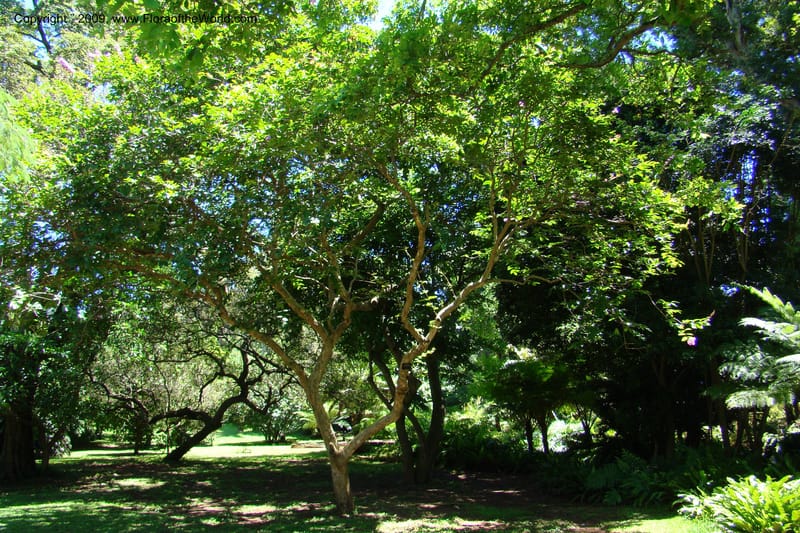 Lagerstroemia mathewsii--South Africa. Durban Botanical Garden. 30 Jan 09. 139.jpg