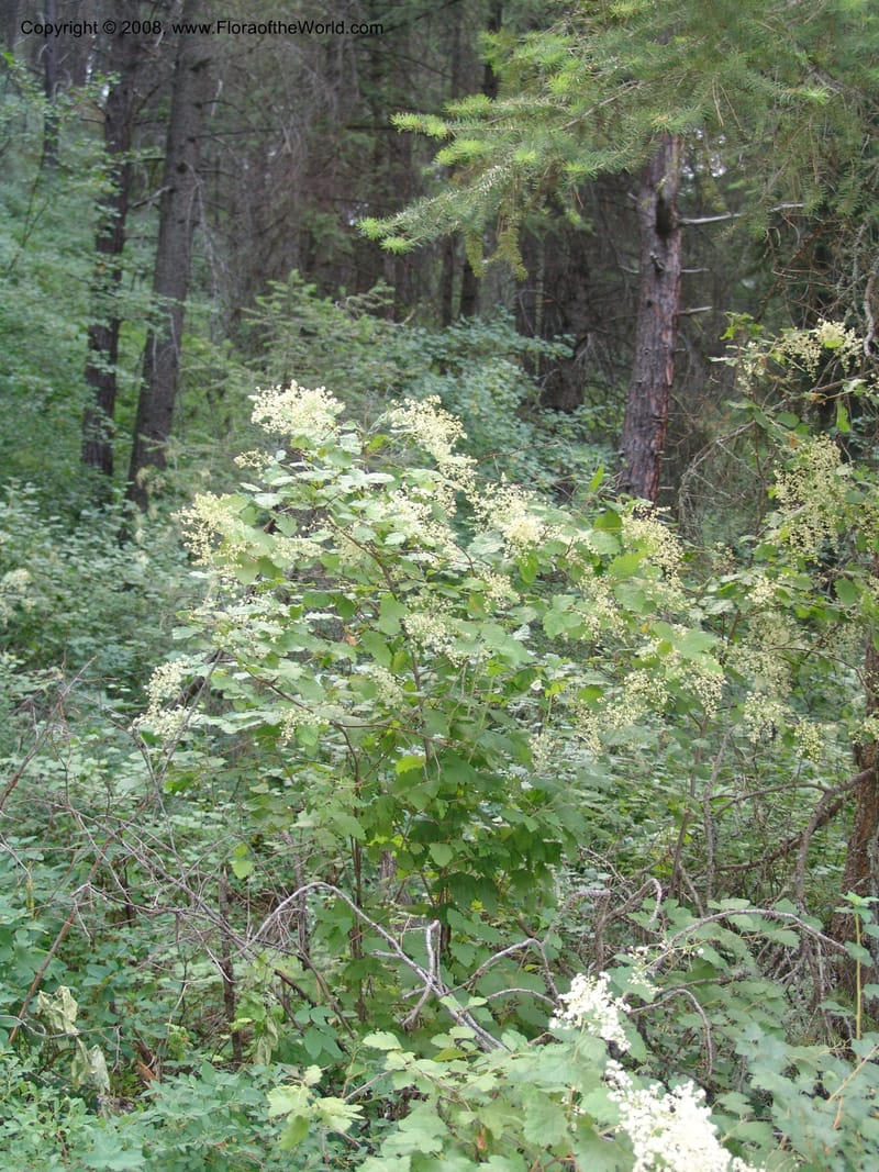 Holodiscus discolor, CDavidson11109--ID. Adams Co. For. Serv. Rd. 453, to Goose Lk. 20 Jul 07. 062.jpg