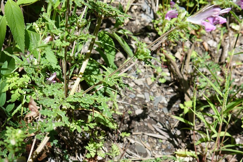 Pedicularis pseudomelampyriflora, C. Davidson 13757--China. Sichuan. Yibailingba-gou. 12 Aug 2017. DSC04660 (584).JPG