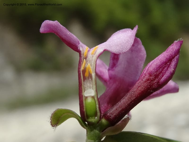 Daphne, Boufford, D 43616--China. Sichuan. ShaShiDuo. 8 May 2014. DSC04232 (48).JPG