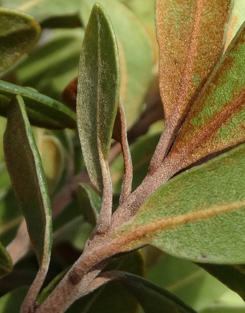 Pleioluma crebrifolia, Munzinger, J 7452--New Caledonia. Tiebaghi. 17 Nov 2015. DSC03437 (86).JPG