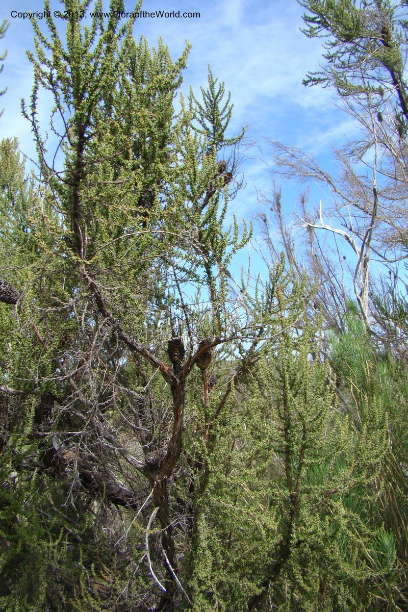 Cliffortia dichotoma, C. Davidson 11570--So Africa. No Cape. Papkuilsfontein. 26 Aug 09. 1 (15).jpg