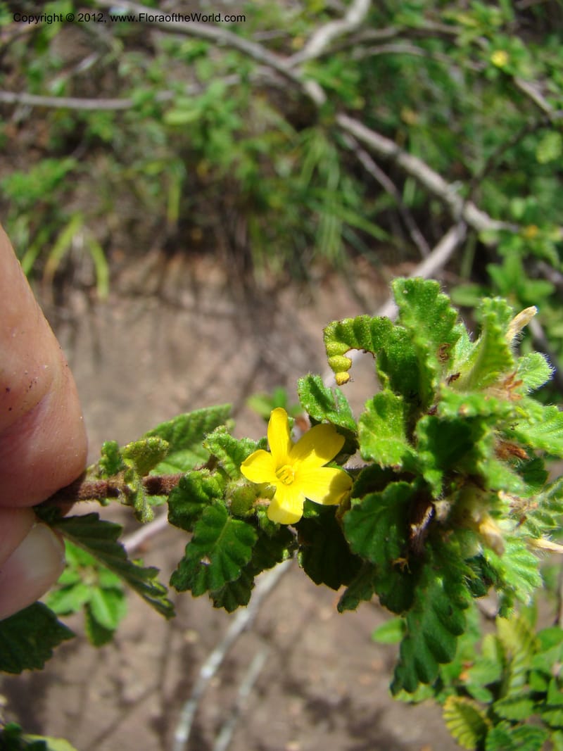 Turnera, N. Martinez M. 2432--MX. Chiapas. Jiquipilas. Cerro el Campanario. 14 Sep 08. 126 (6).jpg