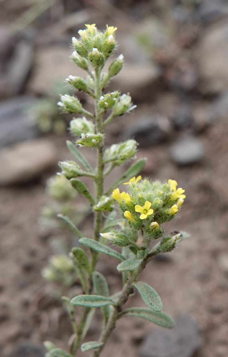 Alyssum alyssoides, C. Davidson 13754--Oregon. Wallowa Co. Zumwalt.Trail Cr. Rd. 4 Jun 2018. DSC04078 (157).JPG