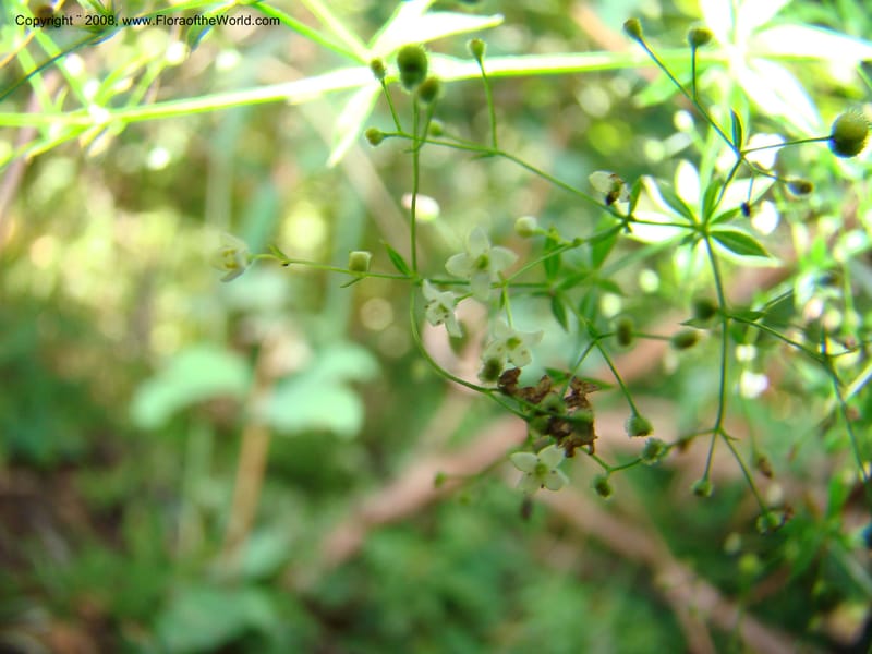 Galium asperrimum, CDavidson11269--ID. Valley Co. Sylvan Beach, Payette Lake. 24 Aug 08. 123.jpg