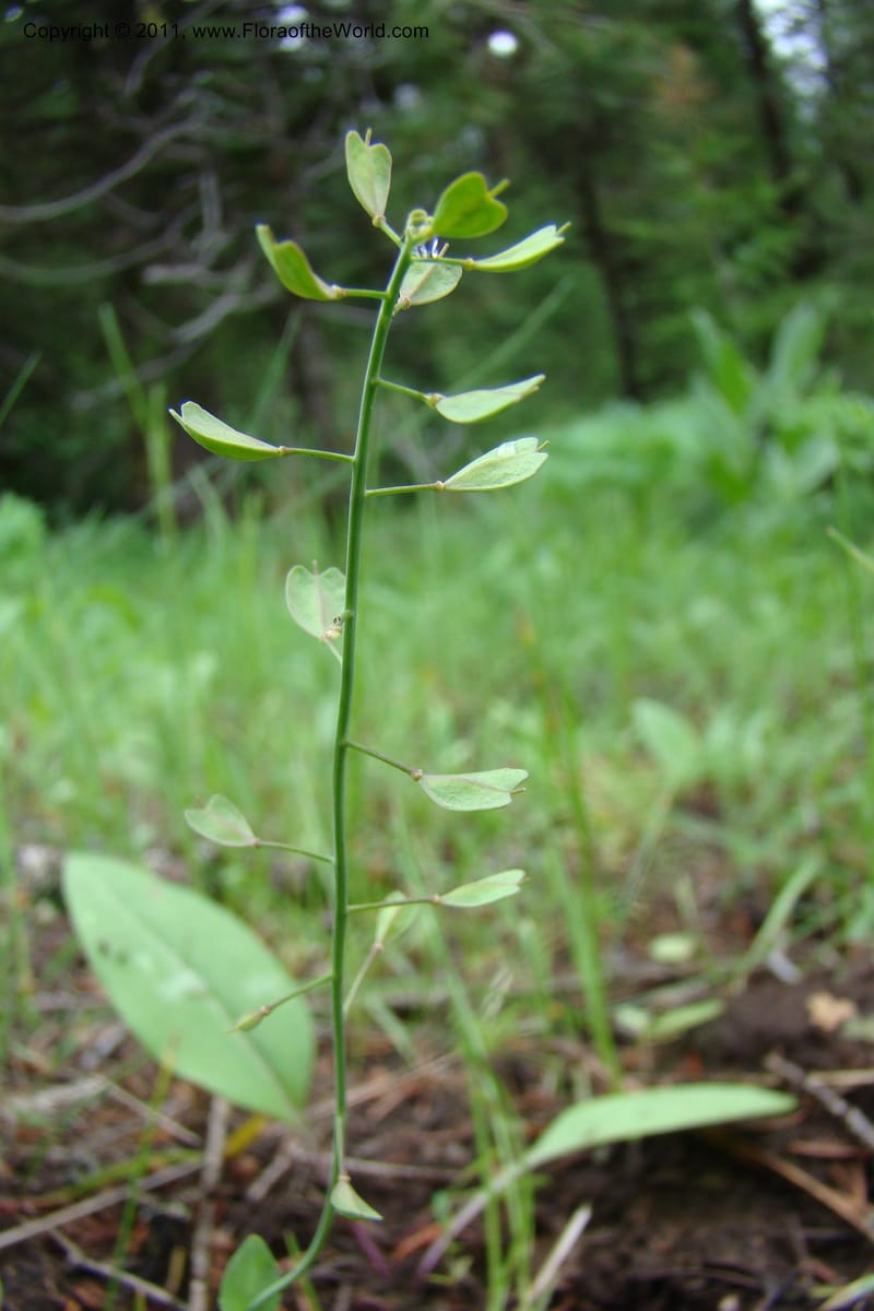 Thlaspi fendleri, C. Davidson 11425--Idaho. Adams Co. Smokey Boulder Rd. 6 June 2009. 124.jpg