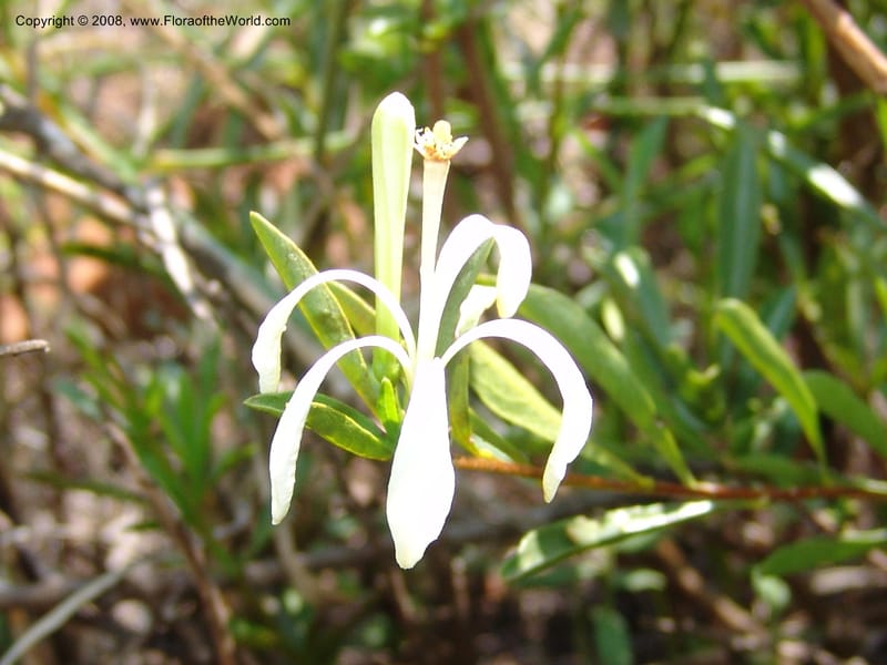 Turraea obtusifolia--So.Africa. Mpumal. twd Rietfontein. 16 Mch 05. 323.jpg