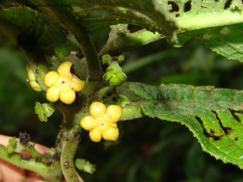 Siparuna aspera, Croat 95735--Ecuador. Maquipucuna Biol. Res. Send. Princip. 11 Mar 06. 260 (21).jpg