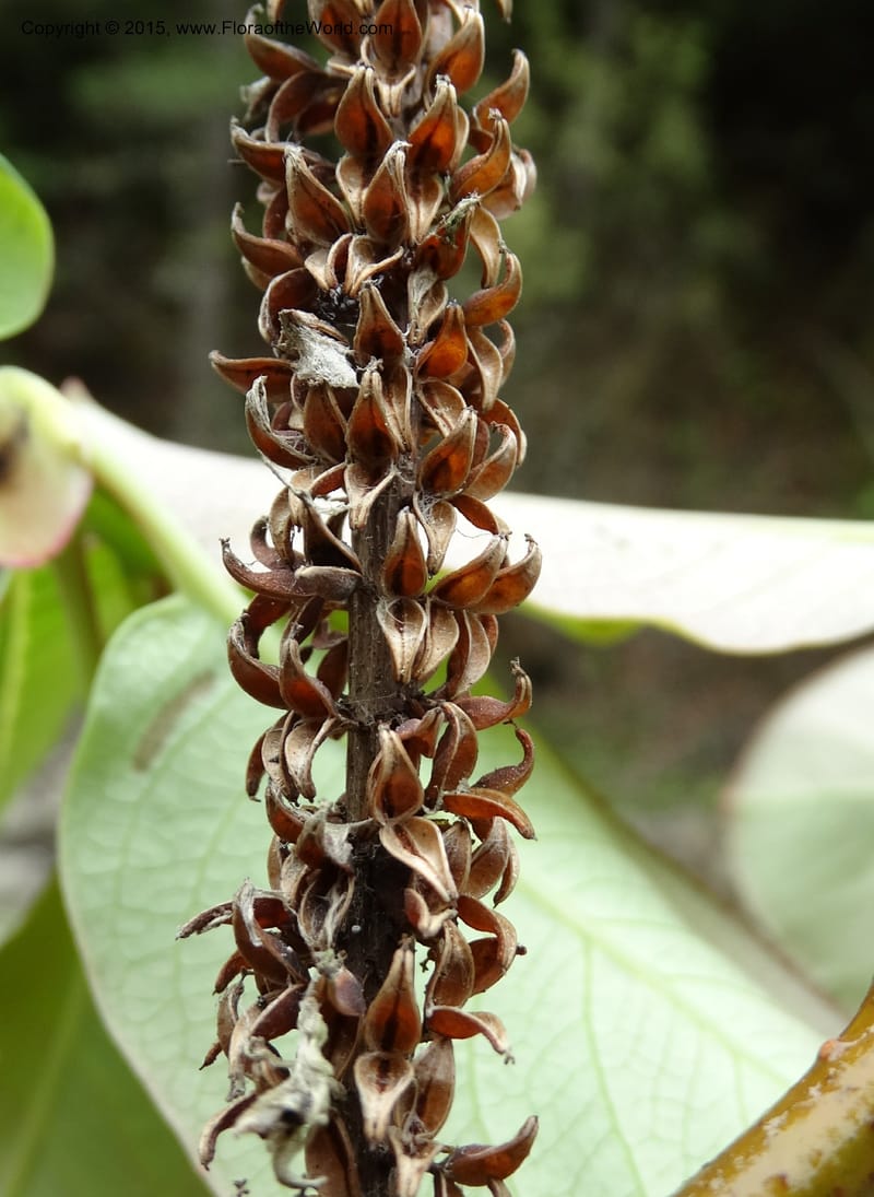 Salix, Boufford, D 43739--China. Sichuan. XinZhaZi Gou. 14 May 2014. DSC06426 (38).JPG