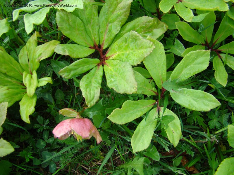 Helleborus niger, C. Davidson 11219--Slovenia, Stajerska Region, Menina Planina, 19 May 2008.  026 (5).jpg