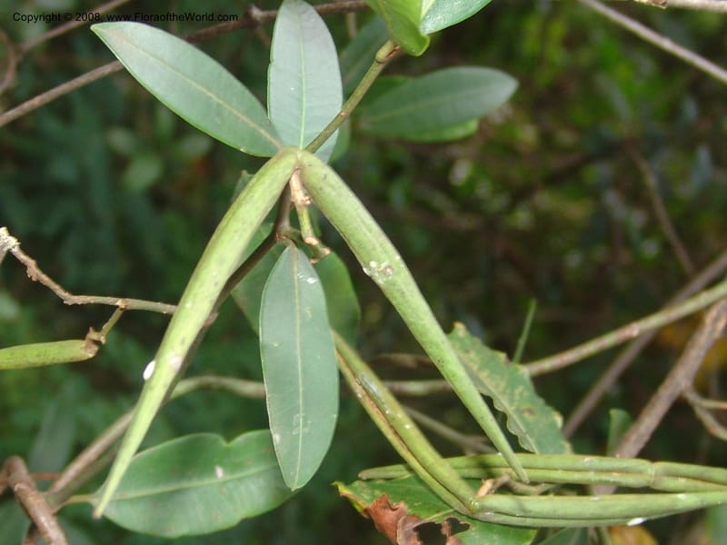 Secamone alpinii--So.Africa. Mpumal. Buffelskloof Private Nat. Res. 17 Mch 05. 141.jpg