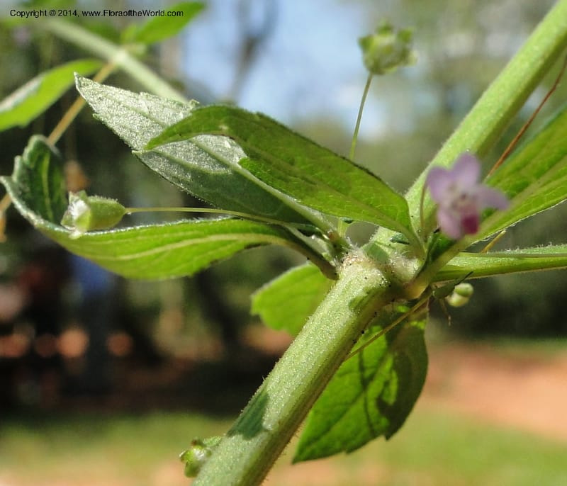 Hyptis elegans, Stevens, W.D. 31077, Cerro Cora, 15 Mar 2011 1485 (10).JPG