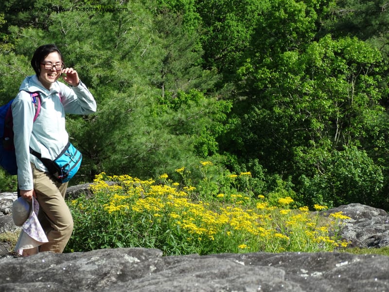 Packera millefolium, Davidson, C 13000--North Carolina. Macon Co. Slick Rock. 14 May 2015. DSC05505 (22).JPG