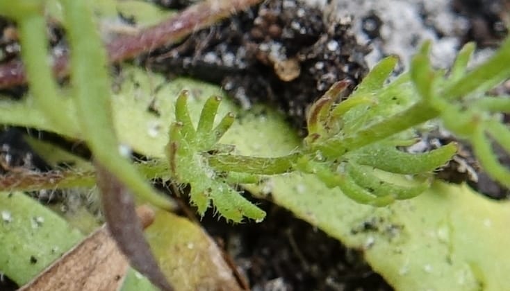 Eremosyne pectinata, Davidson, C 13494--Australia. W. A. Two People's Bay Nat. Res. 29 Oct 2016. DSC06475 (12).JPG