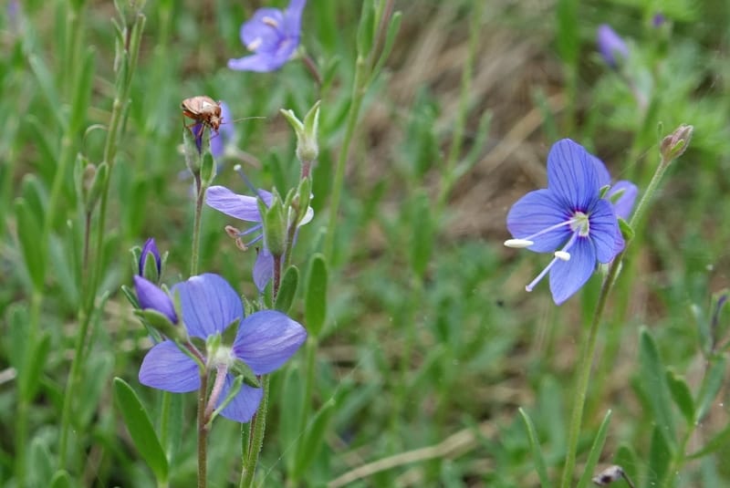 Veronica fruticans, Davidson, C 13254--Switzerland. Oberwald. Chapel St. Nikolas. 2 Jul 2016. DSC07728 (448).JPG