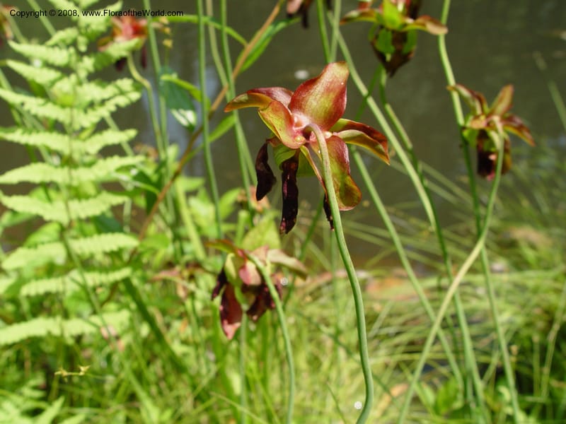 Sarracenia rubra--DE. Mt. Cuba Center. 24 Jun 03. 092.jpg