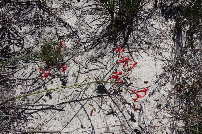 Leschenaultia, Davidson, C 13425--Australia. W.A. Green Head-Coorow Rd. Stop 2. 24 Oct 2016. DSC04873 (18).JPG