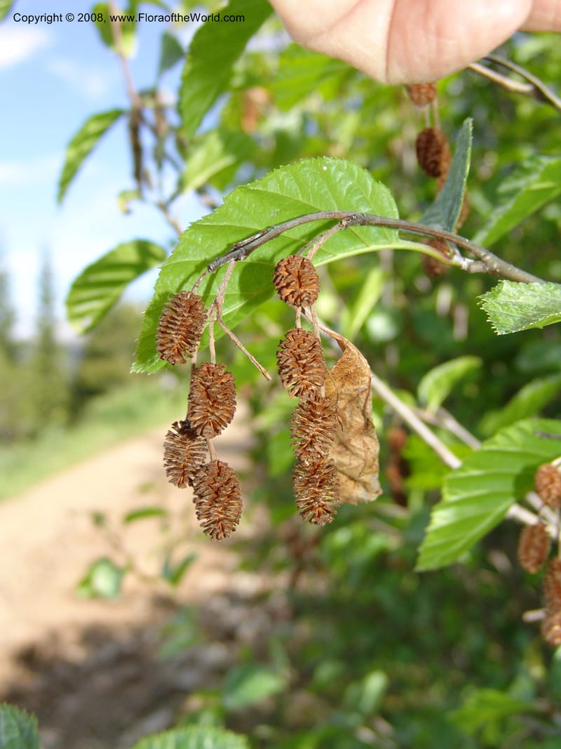 Alnus sinuata, CDavidson11075--ID. Valley Co. Crestline Trail Rd., N of Payette Lake. 15 Jun 07 071.jpg