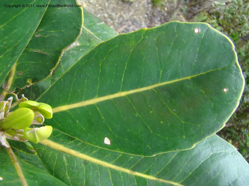Strasburgeria robusta, Munzinger, J 4877--New Caledonia,  Dzumac, 20 Nov 2007, 28 (14).jpg