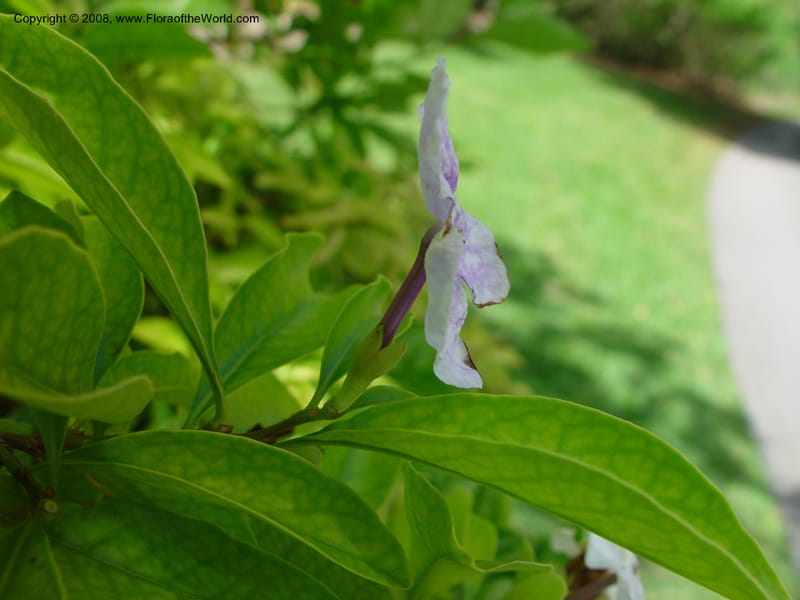 Brunfelsia australis--FL. Fairchild Tropical Gard. 8 Apr 03. 136.jpg