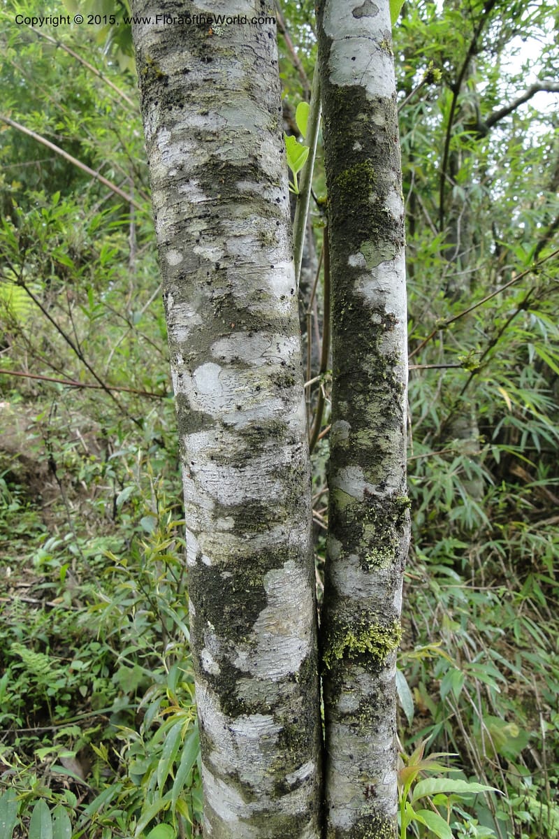 Ilex, Regalado 1770--Viet Nam. Ban Khoang Commune. 4 May 2011. 038 (9).jpg