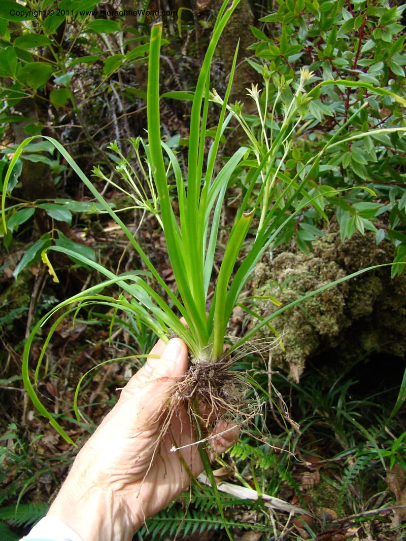 Campynemanthe, Munzinger, J 4843--New Caledonia, Dogny, 19 Nov 2007,  063 (9).jpg