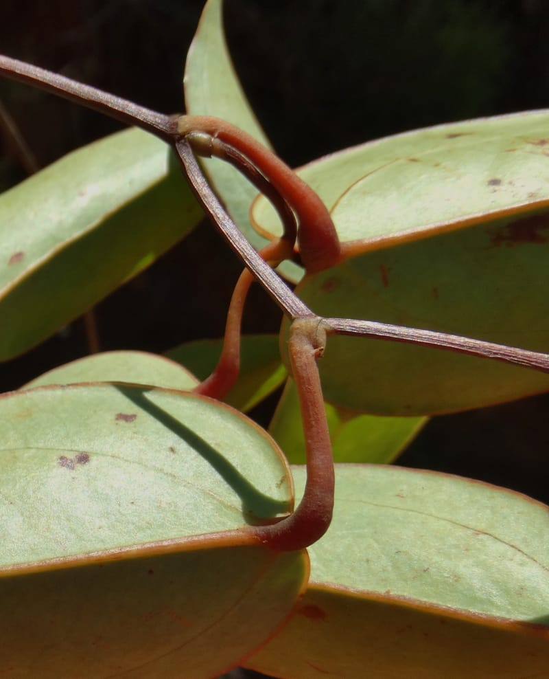 Smilax, Munzinger, J 7482--New Caledonia. PinPin. 20 Nov 2015. DSC03938 (227).JPG