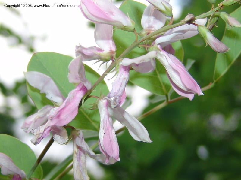 Indigofera kirilowii--IL. Chicago. Morton Arboretum. 1 Jul 05. 182.jpg