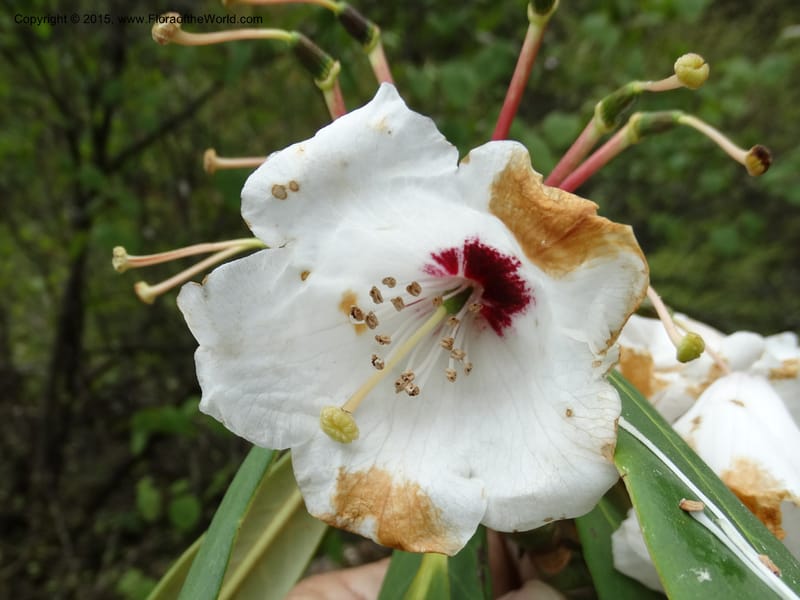 Rhododendron, Boufford, D 43641--China. Sichuan. XiaYingShan to XiangZhai. 10 May 2014. DSC05109 (236).JPG