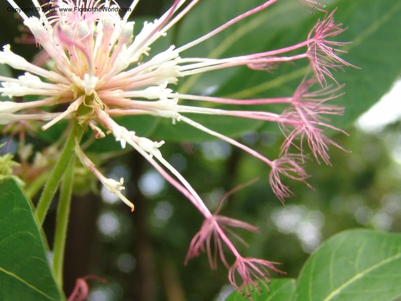 Albizia gummifera cf--So. Africa. Lowveld Nat. Bot. Gard. 14 Mch 05. 155.jpg