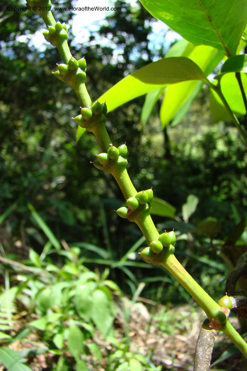 Gnetum, Regalado 1754--Viet Nam. Thua Thien Hue Prov. Phu Loc Distr. Bach Ma. 13 Apr 09. 456.jpg