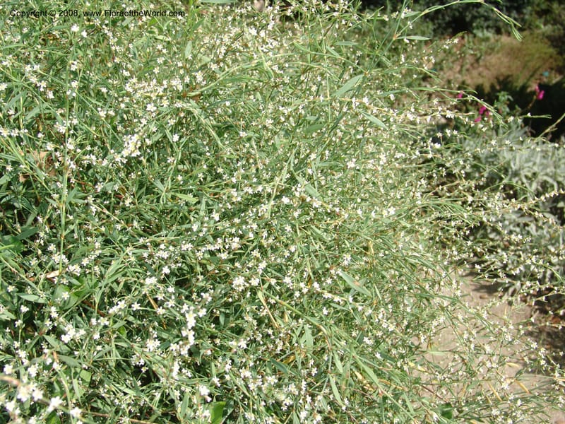 Polygonum equisetiforme--France. Paris. Jardin des Plantes. 4 Sep 07. 361.jpg