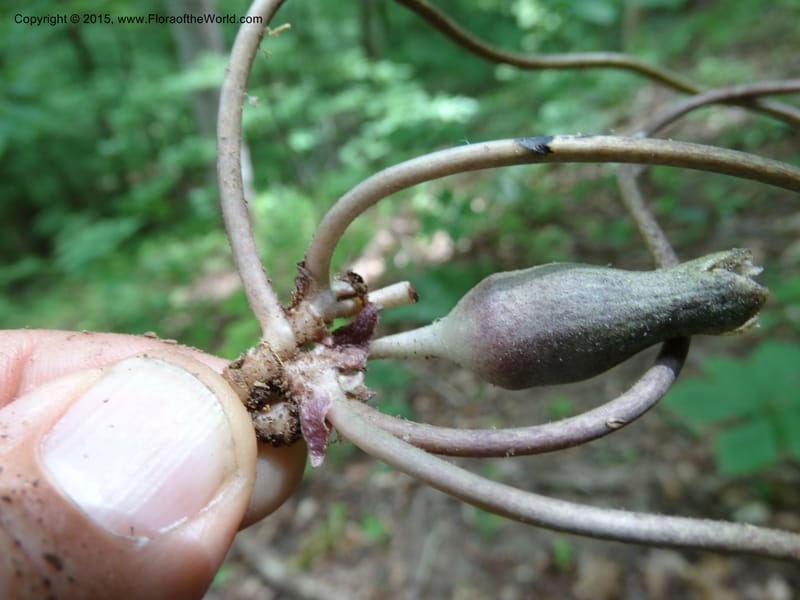 Asarum arifolium, Davidson, C 13035--Georgia. Stephens Co. Panther Cr. 18 May 2015.  (57).JPG