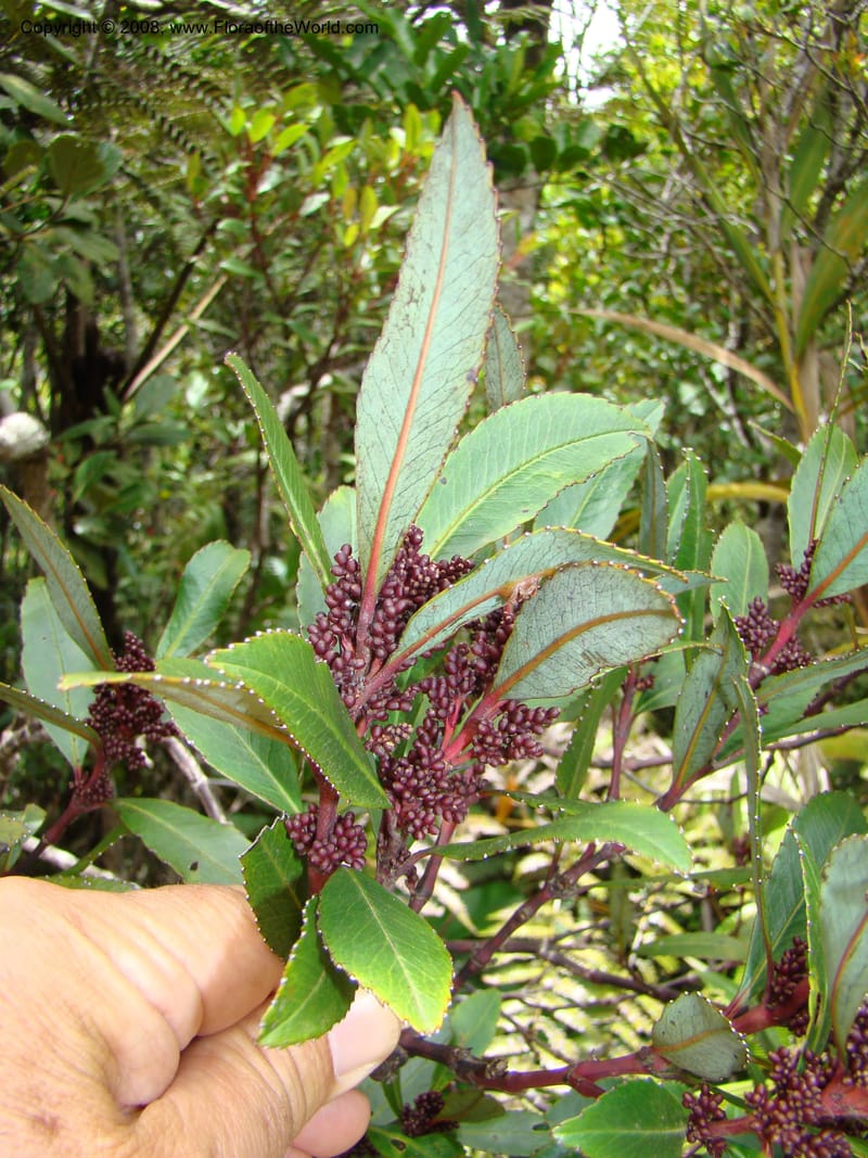 Ascarina, not coll.--New Caledonia. Monts Dzumac. 20 Nov 07. 092.jpg