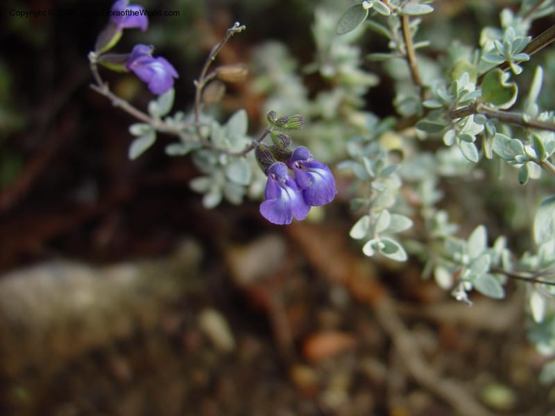 Salvia thymoides--CA. UCLA. Mathias Bot. Gard. 13 Feb 03. 137.jpg