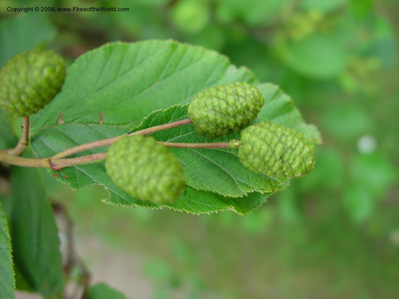 Alnus viridis ssp. crispus--France. Paris. Jardin desPlantes. 30 May 03. 023.jpg