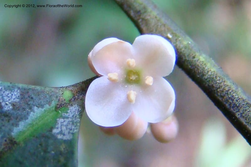 Ilex, Regalado 1765--Viet Nam. Thua Thien Hue Prov. Phu Loc Distr. Bach Ma. 13Apr 09. 630.jpg