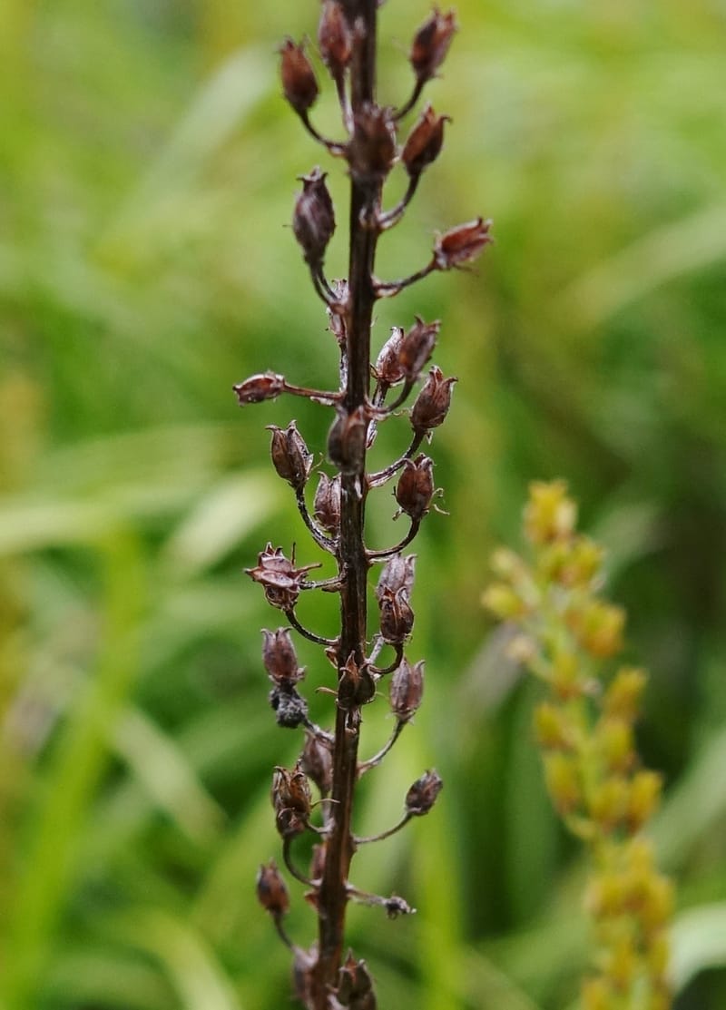 Japanolirion osense--Japan. Hokkaido. Teshio Exptl. For. 3 Aug 2016. DSC00757 (16).JPG