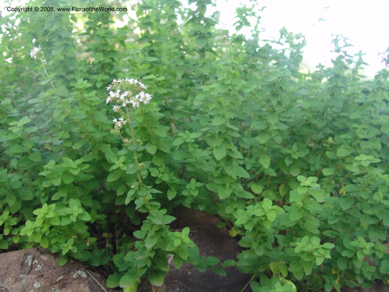 Origanum orites--AZ. Arboretum at Flagstaff. 3 Sep 04. 135.jpg
